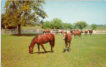 Herd of Thoroughbreds Horses Postcard p26360