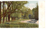 Woodland and Stream Scene Postcard p26704
