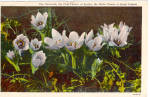The Anemone State Flower of South Dakota p27689