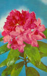 The Rhododendrons Loveky,Blooming and Gay p27836