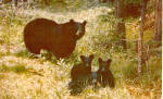 Mother Black Bear and Cubs Postcard p27894