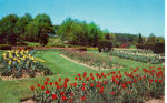 Hershey Tulip Garden Hershey Pennsylvania p28479