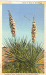 Yuccas in Bloom in West Texas Postcard p28887