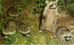 Family of Raccoons Postcard p29070