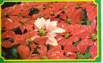 Poinsettias on Bird and Bloom Subscription Ad Card p30774