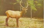 American Elk or Wapiti Postcard p31898