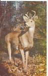 Pocono Mountains PA Native Deer Postcard p32049