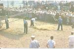Amish Grain Flailing Scene Postcard p32563