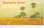 Everglades Florida Sawgrass and Palmetto Clumps p32805
