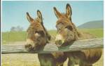 A Pair of Sardenian Donkeys P33004