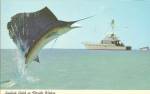 Sailfish Catch in Florida Waters Postcard p33005