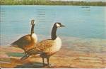 Pair of Canada Geese Postcard p33026