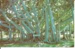 Banyan Tree in Florida p34077