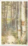 In The Maine Woods Birch Trees Postcard p35200 1912