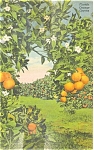 Florida s Orange Groves Postcard p3544