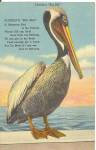 Florida s Big Bill Pelican p37133