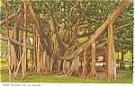 Giant Banyan Tree Florida Postcard p3893