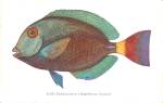 Surgeon Fish Acanthurus Hepatus Chicago IL p39190
