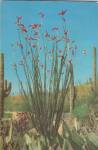 Ocotilla Colorful Flora that Blooms on the Desert each spring postcard P40190