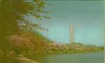 Washington Monument Washington DC In Cherry Blossem Time P40719