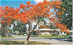Royal Poinciana Tree in Bloom  Postcard p7612