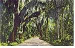 Tunnel of Trees Hanging with Spanish Moss Postcard p7963