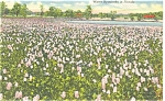 Water Hyacinths in Florida Postcard p9035