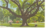 Tampa University FL DeSoto Live Oak Tree Linen Postcard P9098