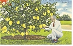 Florida Ponderosa Lemon Tree Postcard p9919a