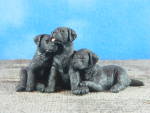 Border Fine Arts 2002 Black Labrador Puppy Trio, 2 3/8" high.  New in box, figurine excellent, light box wear. 