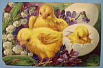 Click to view larger image of Easter Greetings Postcard w/Chicks & 1 Chick Hatching (Image1)