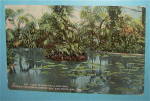 Click to view larger image of View In Botanical Building Postcard-Pan California Expo (Image1)