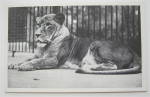 Click here to enlarge image and see more about item 18944: African Lioness Queenie Postcard