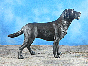 Border Fine Arts Standing Black Labrador (Image1)