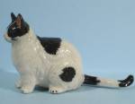 K0721a Black and White Fat Cat