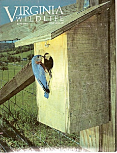 Virginia Wildlife - June 1991 (Image1)