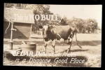 'This is No Bull' Real Photo Cow/Bull 1910 Postcard