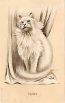 "Vanity" White Persian Cat 1913 Postcard