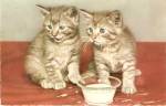 Mainzer Tabby Kittens with Milk Vintage Postcard