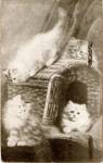 White Cats and Kittens in Basket Panel 1910 Postcard