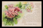 1907 NOVEMBER Birth Date Postcard - Lovely