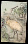 Stork Bird with Cotton 1907 Postcard