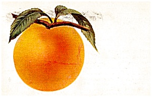 1916 Ripening Peach on Branch (Image1)