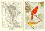 Click to view larger image of Birds in Kansas, 1945 State Ag Report, Detailed Color Drawings (Image5)