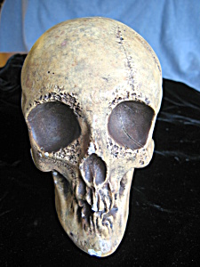 Signed Statuary Skull