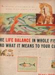 Click here to enlarge image and see more about item MH1124: Puss 'n Boots ad 1953 BALANCE WITH FISH