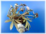 Click here to enlarge image and see more about item 442001109: Brass Painted Flowers Shell Vines  and Butterfly