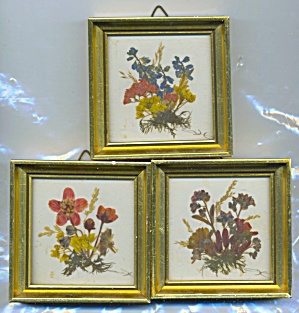 Vintage Dried Flower Pictures Set Of 3