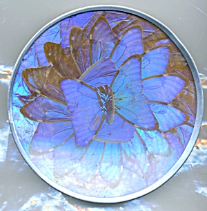 Vintage Butterfly Wing Plate