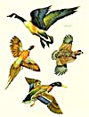 Vintage Meyercord Decal Birds (Image1)